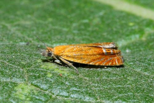 Lathronympha strigana